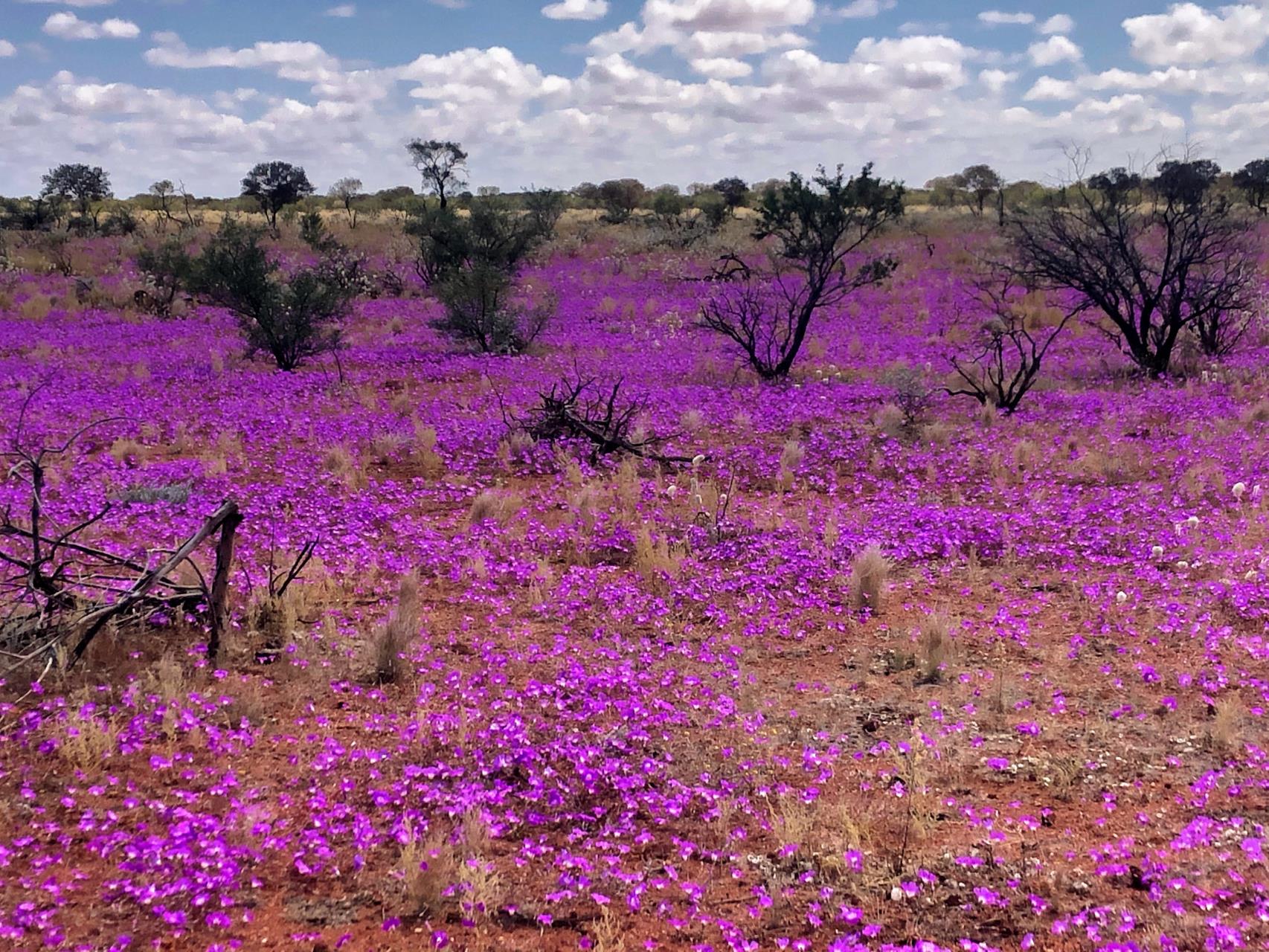 Image of purple flowers